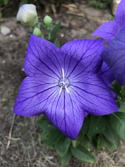 Platycodon grandiflorus