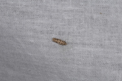 Bryotropha domestica