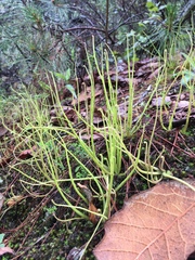 Pinguicula heterophylla