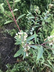 Apocynum