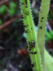 Pinguicula heterophylla