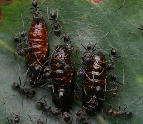 Iridomyrmex obscuriorIridomyrmex obscurior