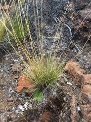 Deschampsia nubigena