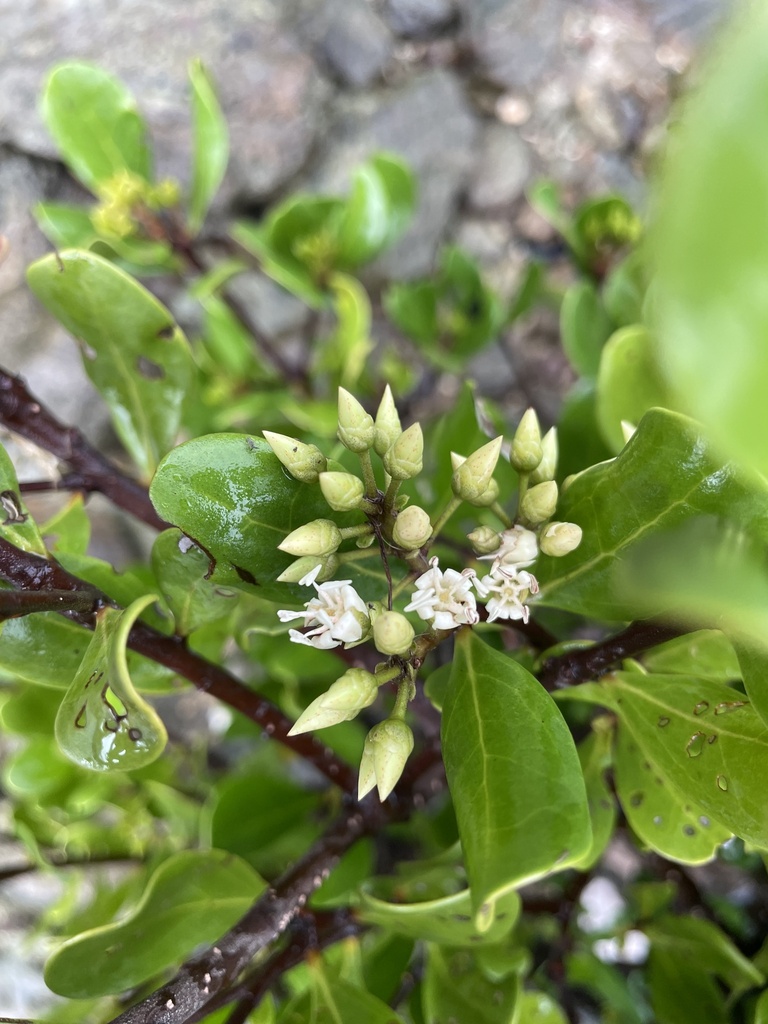 black mangrove (Aegiceras corniculatum)