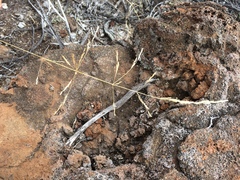 Deschampsia nubigena