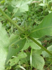 Triosteum