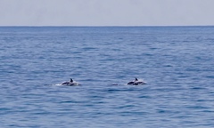 Delphinus