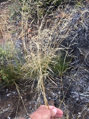 Deschampsia nubigena