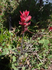 Castilleja peirsonii
