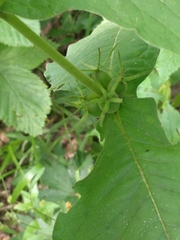 Triosteum