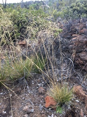 Deschampsia nubigena