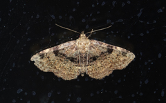 Metalectra quadrisignata