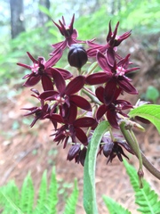Asclepias melantha