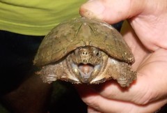 Sternotherus intermedius