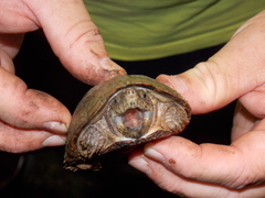 Sternotherus intermedius
