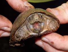 Sternotherus intermedius