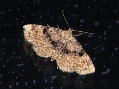 Metalectra quadrisignata