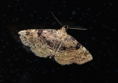 Metalectra quadrisignata