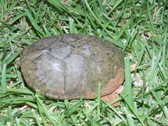 Sternotherus intermedius