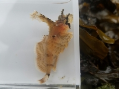 Nautichthys oculofasciatus