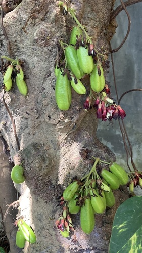 Bilimbi