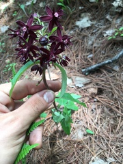 Asclepias melantha