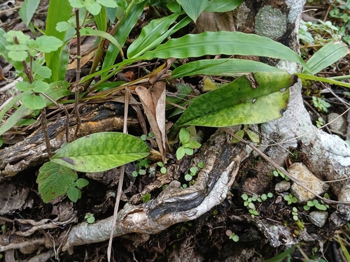 Foto de Orquídea-tigre
