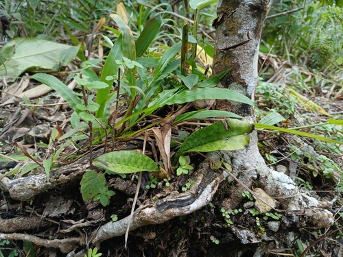Foto de Orquídea-tigre
