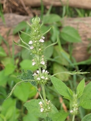 Chaiturus marrubiastrum