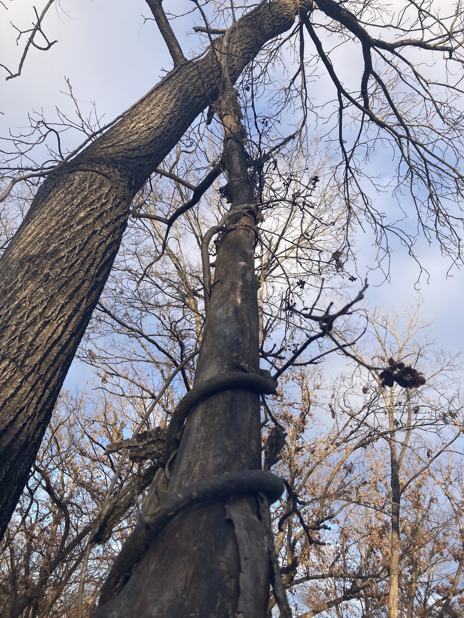Imagem de Escada-de-jacaré