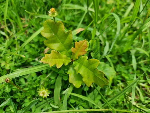 Foto de Carvalho-roble