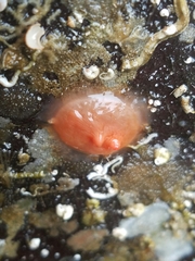 Cnemidocarpa finmarkiensis