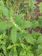 Chaiturus marrubiastrum