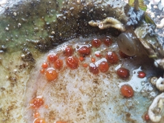 Metandrocarpa taylori