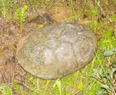 Sternotherus intermedius