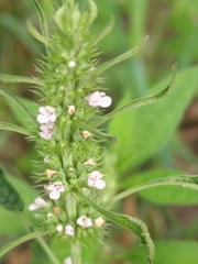 Chaiturus marrubiastrum