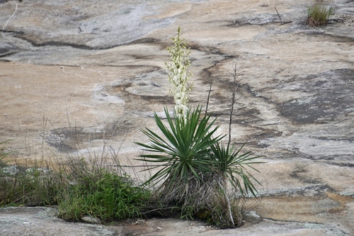Yucca filamentosa