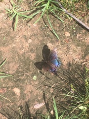 Limenitis arthemis astyanax