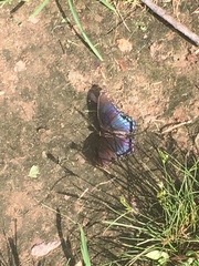 Limenitis arthemis astyanax