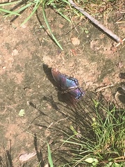 Limenitis arthemis astyanax