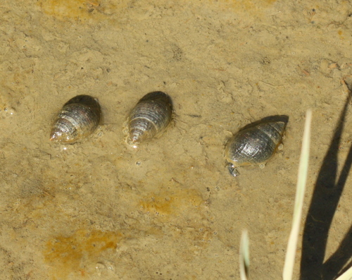 Ilyanassa obsoleta