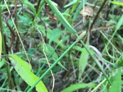 Eleocharis engelmannii