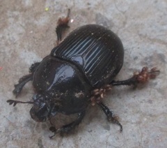 Ceratotrupes
