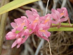 Rodriguezia lanceolata