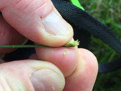 Eleocharis engelmannii