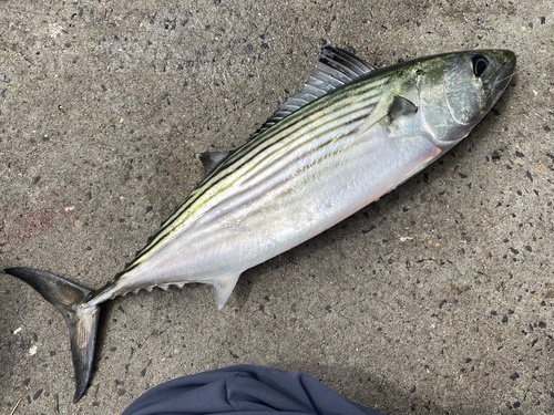 Australian bonito (Sarda australis) — Scombridae — 4