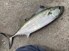 Australian Bonito photo 2