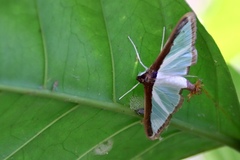 Diaphania hyalinata