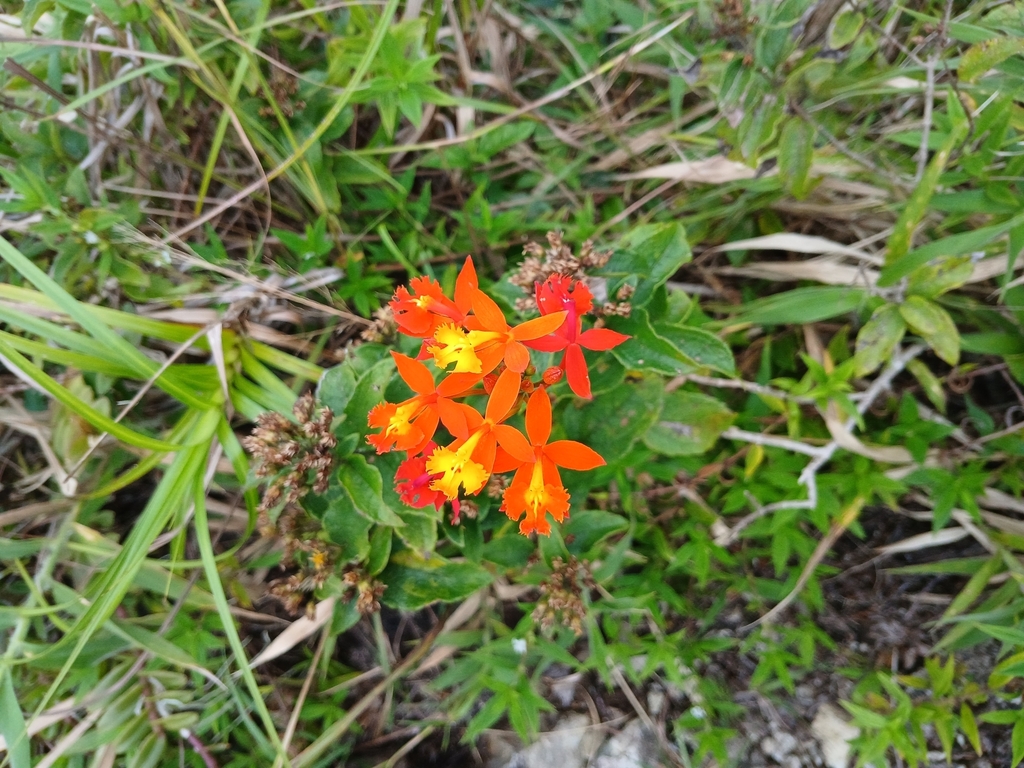 Foto de Orquídea-radicans