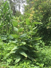 Asclepias notha